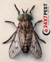 247 Flies Pest Control Perth image 2